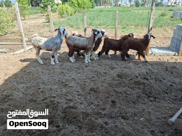 سخلات بكار فووول سمنه وتيوس مخصايات