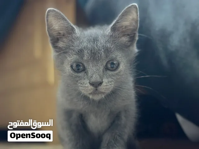 نوعه بريتش