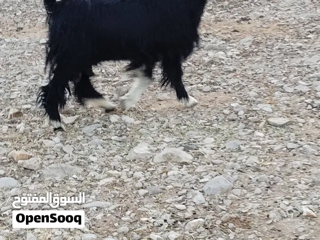 للبيع شاه تارسه حليب