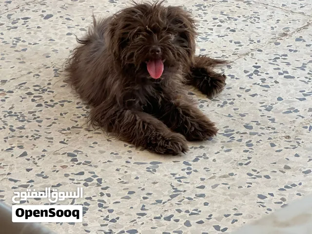زوز نتيات مطعمات جميع تطعمات بي كتيباتهم