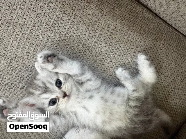 قطط صغيرة و لعوبة و جميلة جدا beautiful and cute little kitten