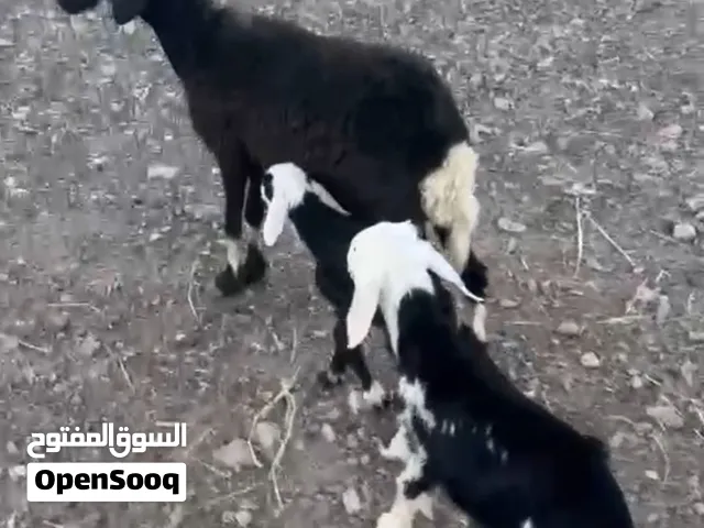 جاعده نجدي الله يبارك مد وشور وسمنه وحليب وافر  تحتها كبش وحمله