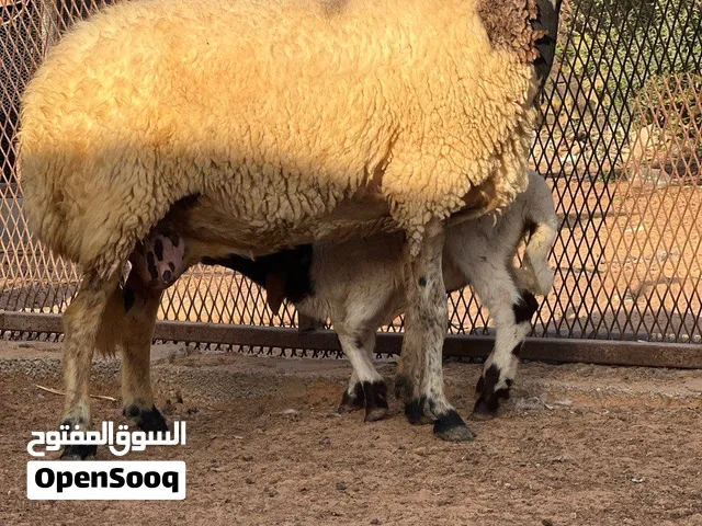 أغنام اعشار   اقرا الوصف