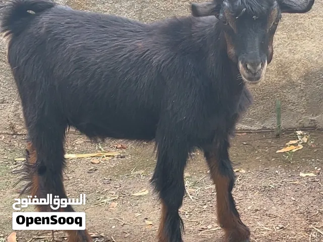 سخل محلي .....