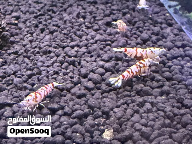 للبيع كارادينا شرمب caradina shrimp 4sale
