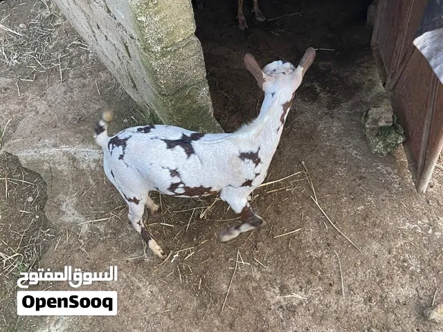 تيس للبيع ؟
