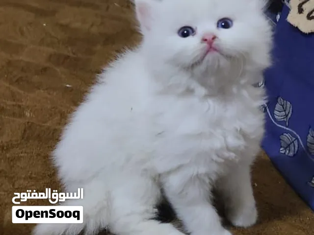 ماشا۽الله فخامه قطط شيرازي للبي..