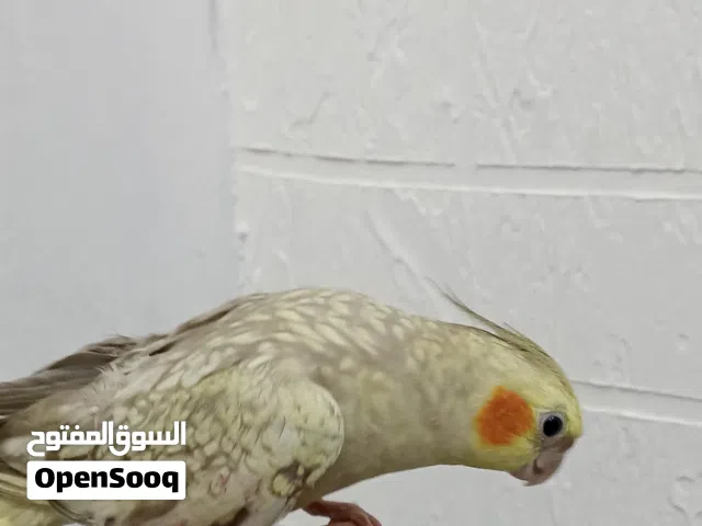 كوكتيل انثى اليفة للبيع