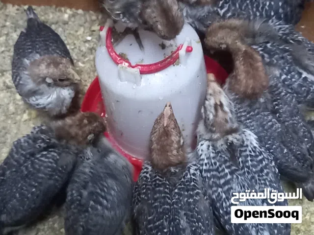صوص بلدي فيومي