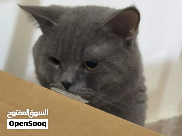 قط عمره سنه ونص اللون جراي شورت هيير
