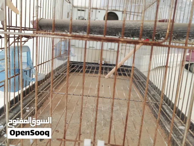 اقفاص طيور