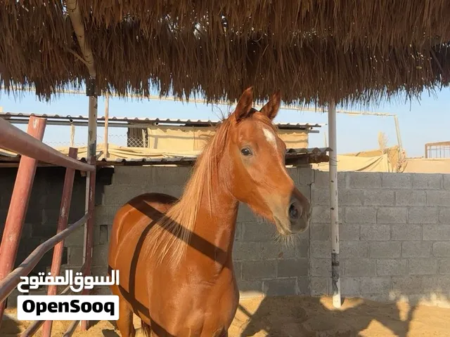 حصان عربي أصيل ومهره شقرا
