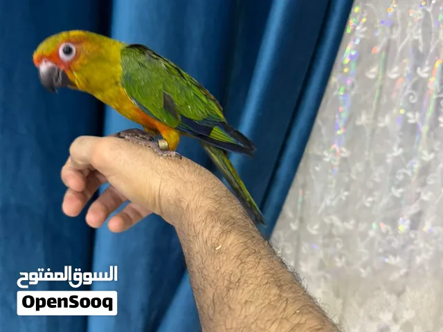 ببغاء صن كونيور  أليف و مدرب  جدا بدون عض نهائي  أمن علي الاطفال