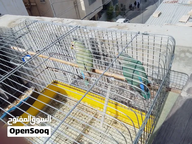 عصافير روز حبه جامبو مع قفص