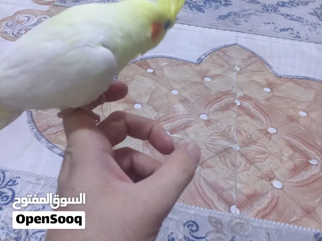 كوكتيل ربا اليف للبيع