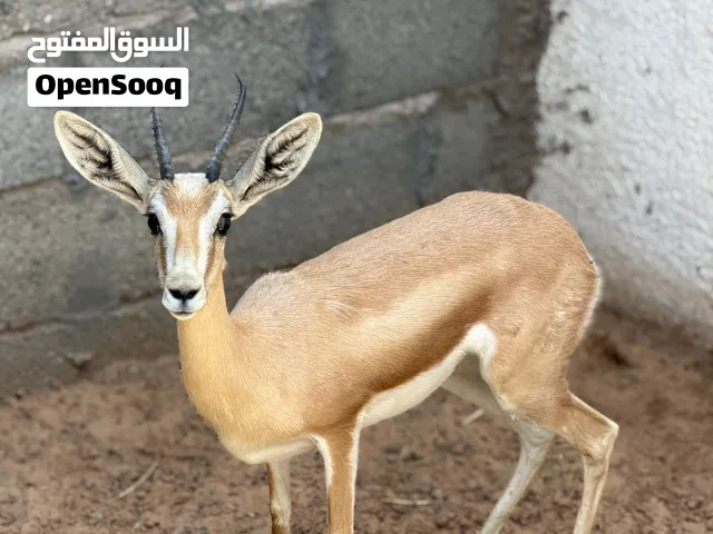 عنز ريم لا قوه الا بالله