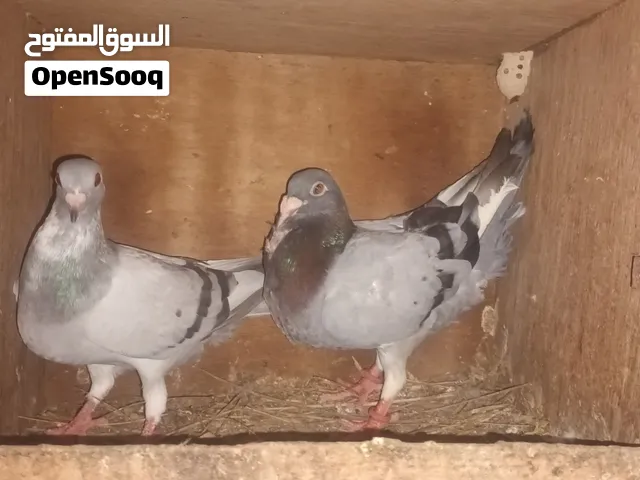 زاجل زوج منتج مطلوب الا خمسه ريال