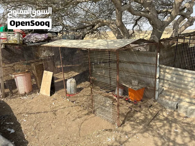قفص كبير للبيع