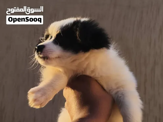 كلب شيواوا (ملكي)