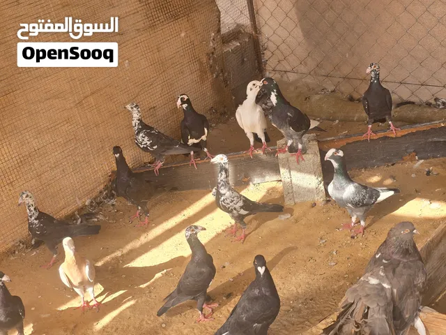 أزواج حمام سوري للبيع