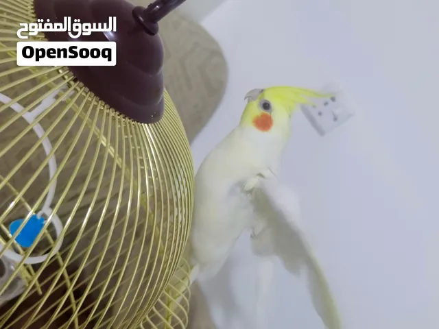 كوكتيل نصف اليف للبيع عمر 6 اشهر تقريبا