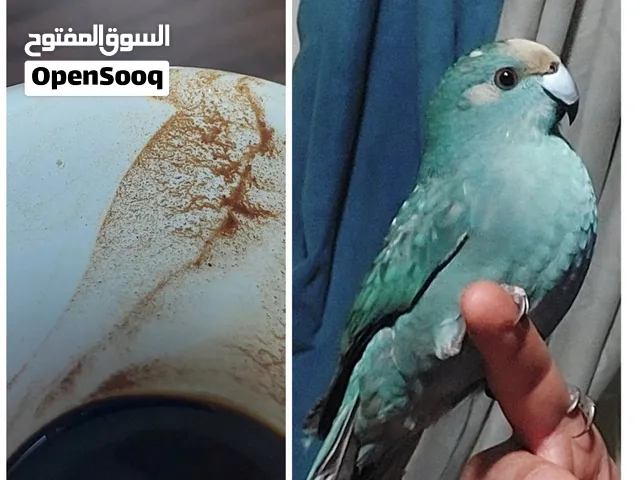 كاكاريكي لون تركوازي