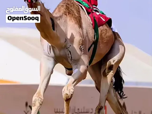 ايفون للبيع ضروري