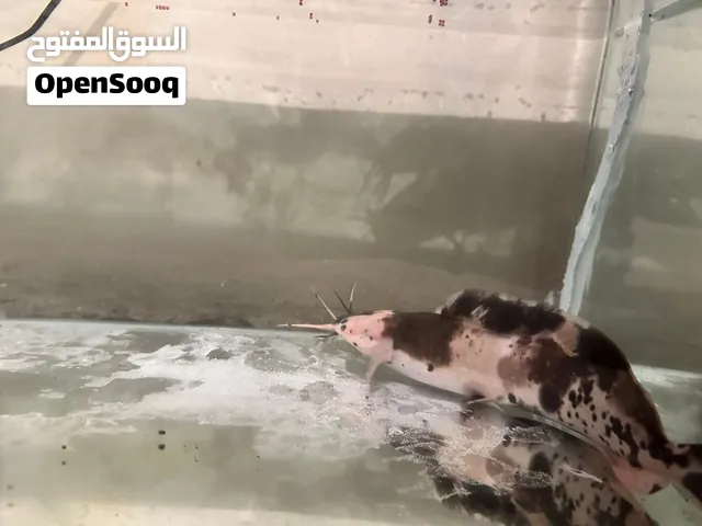 Spotted cat fish