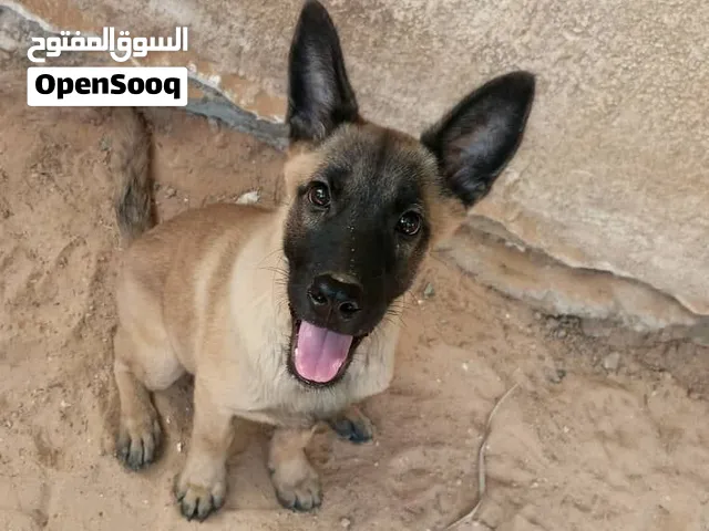 جروه ملينوا ربي يبارك سعر1200 وساهل