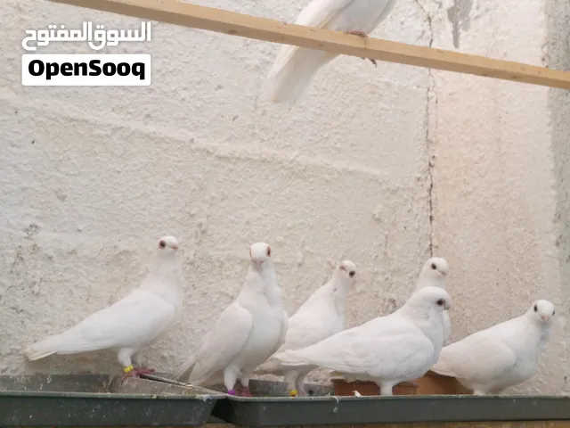 حمام بولندي نخب أول 70 دينار