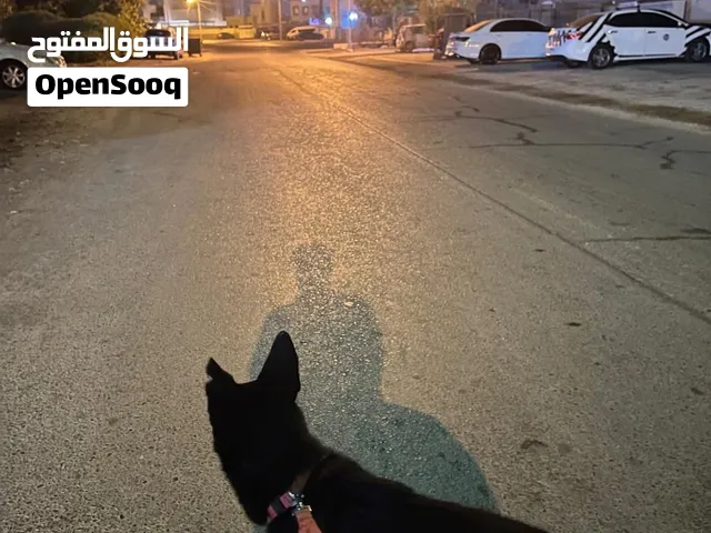 كلب بلاك جيرمن  لونج هير