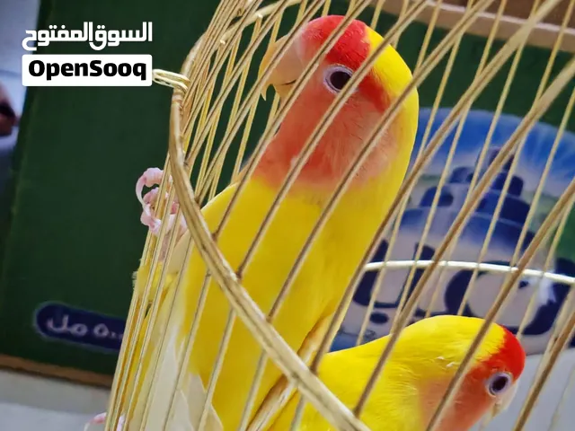 (قابل للتفاوض) زوج طيور حب روز لوتينو منتج مع القفص مع روق تبطين