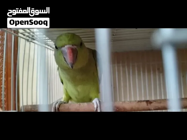 طيور بادجي لاتينو وببغاء درة