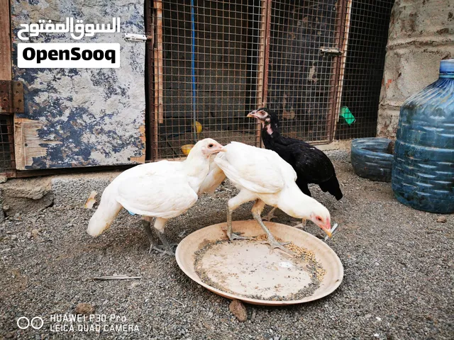 دجاج باكستاني طيور