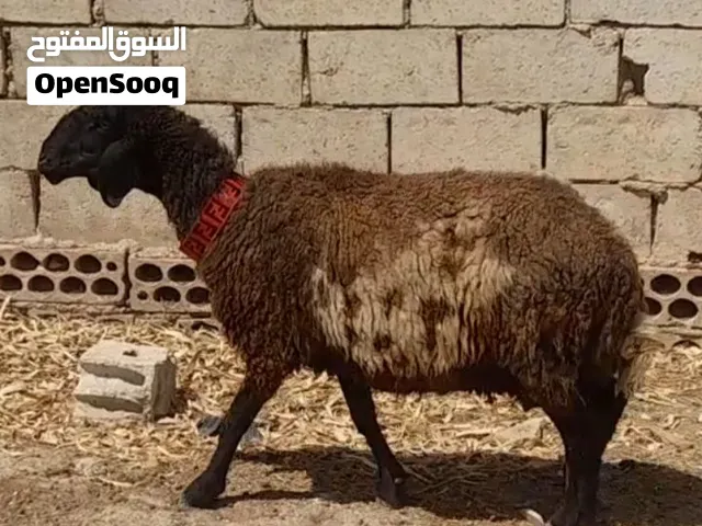 عقائق ذبائح نذر غنم بلدي سن نظيف الموقع سحاب السعر 155 نهائي