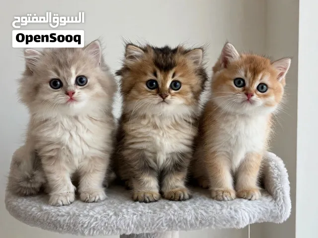 NY Scottish Fold kittens