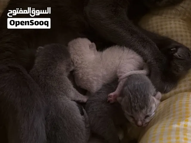 قطط مع امهم لتبني مؤقت
