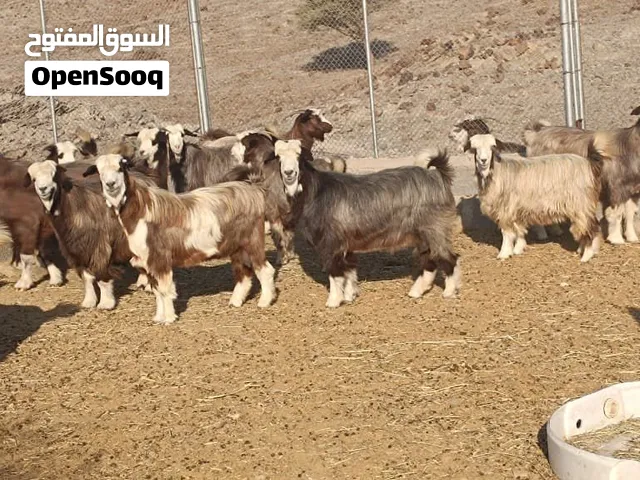 بيع اغنام حلال الرحبي