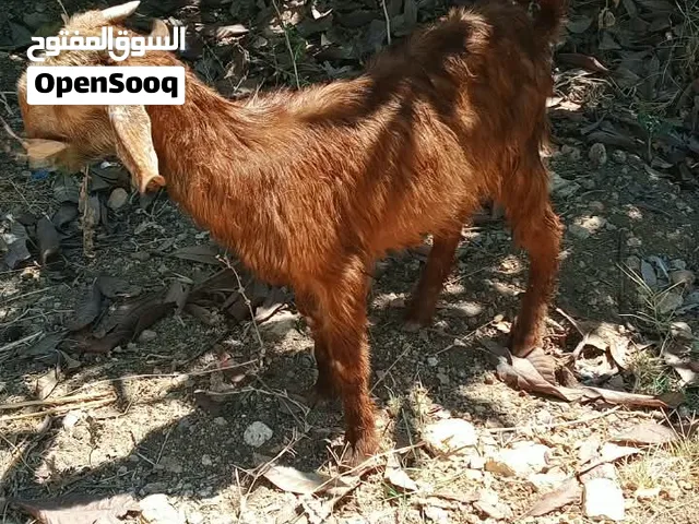 جدي البيع العمر ثلاث اشهر صحه فلفل فل
