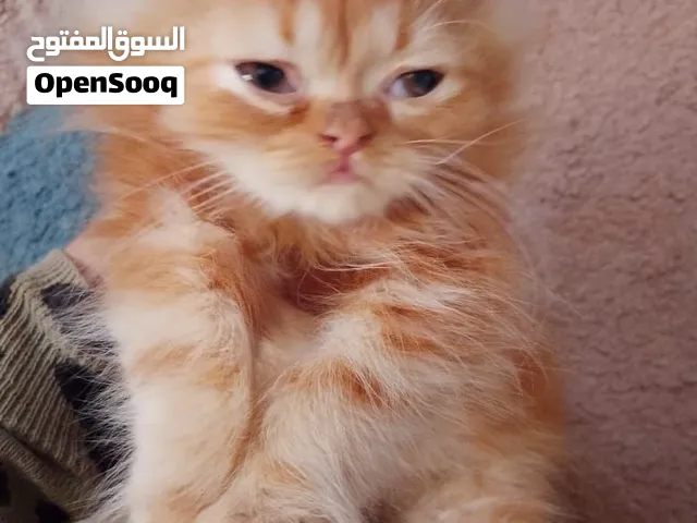 قطط للبيع شيرازي مون فيس