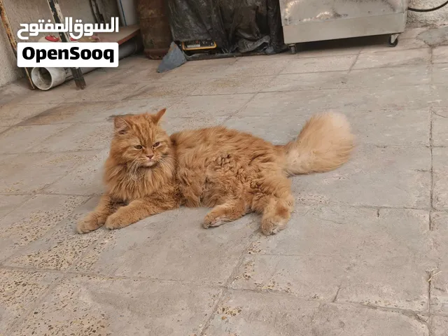 قط شيرازي ملقح ومعقم لكن التلقيح ضايع مني سعر 60 قفل بغداد الغزاليه قط نضيف ونشط جدا