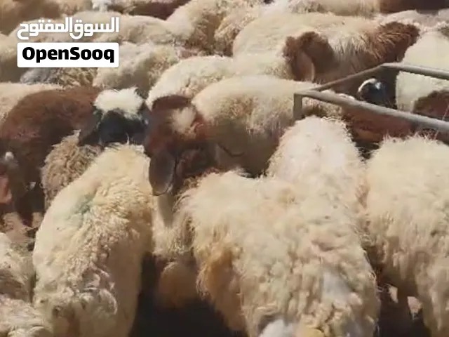 متوفر لدينا / داخل عمان.جدي واصل مقطع جاهز بوزن لحم جدي صافي حول 15 كيلو اضافه مع معلاق و راس