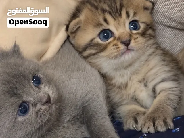 قطط سكوتش فولد