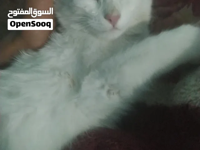 قطه شيرازي للبيع
