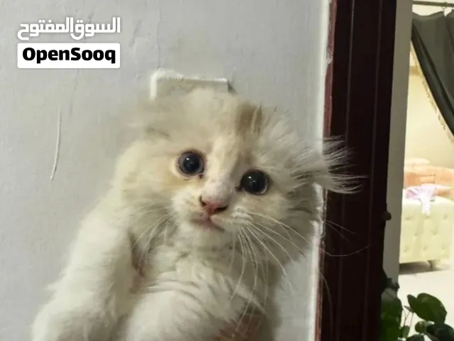 للبيع قطه سكوتش فولد عمرها شهرين لعوبه حيل  للبيع لدواعي السفر
