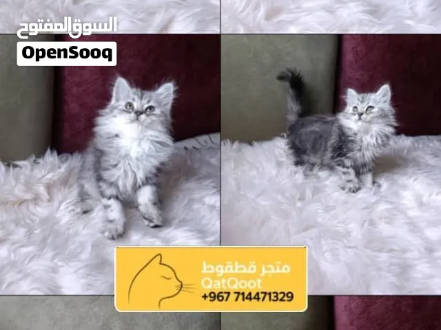 شيرازي بيور