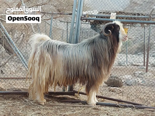 تيس هديد  +اغنام للبيع