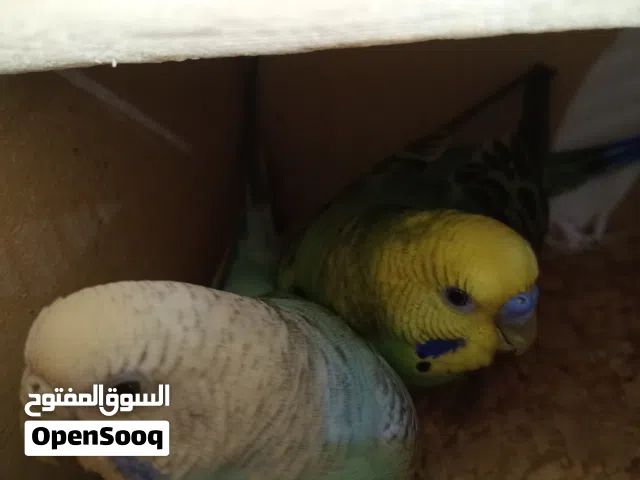 عصافير استرالي للبيع بزغاليل الوان مميزه