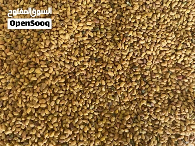 بذور بصل بافطيم اليمني جوده ونقاوه ممتازتان بذور برسيم حساوي جوده عاليه اول قطفه 45 يوم طول من 75