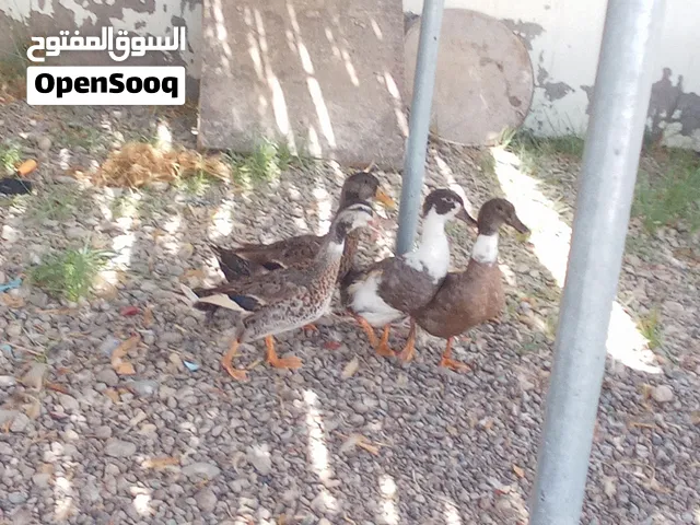 البط عماني في حال جيدة